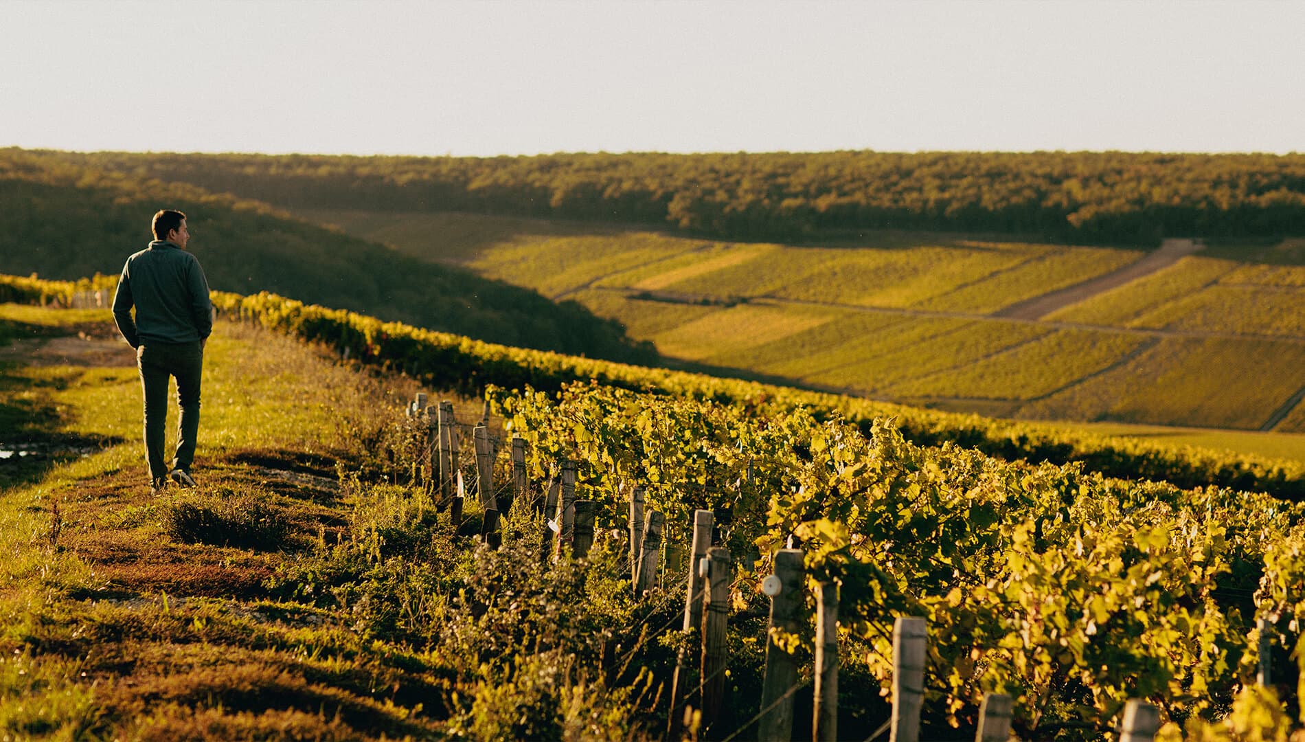 Domaine Daniel Dampt & Fils