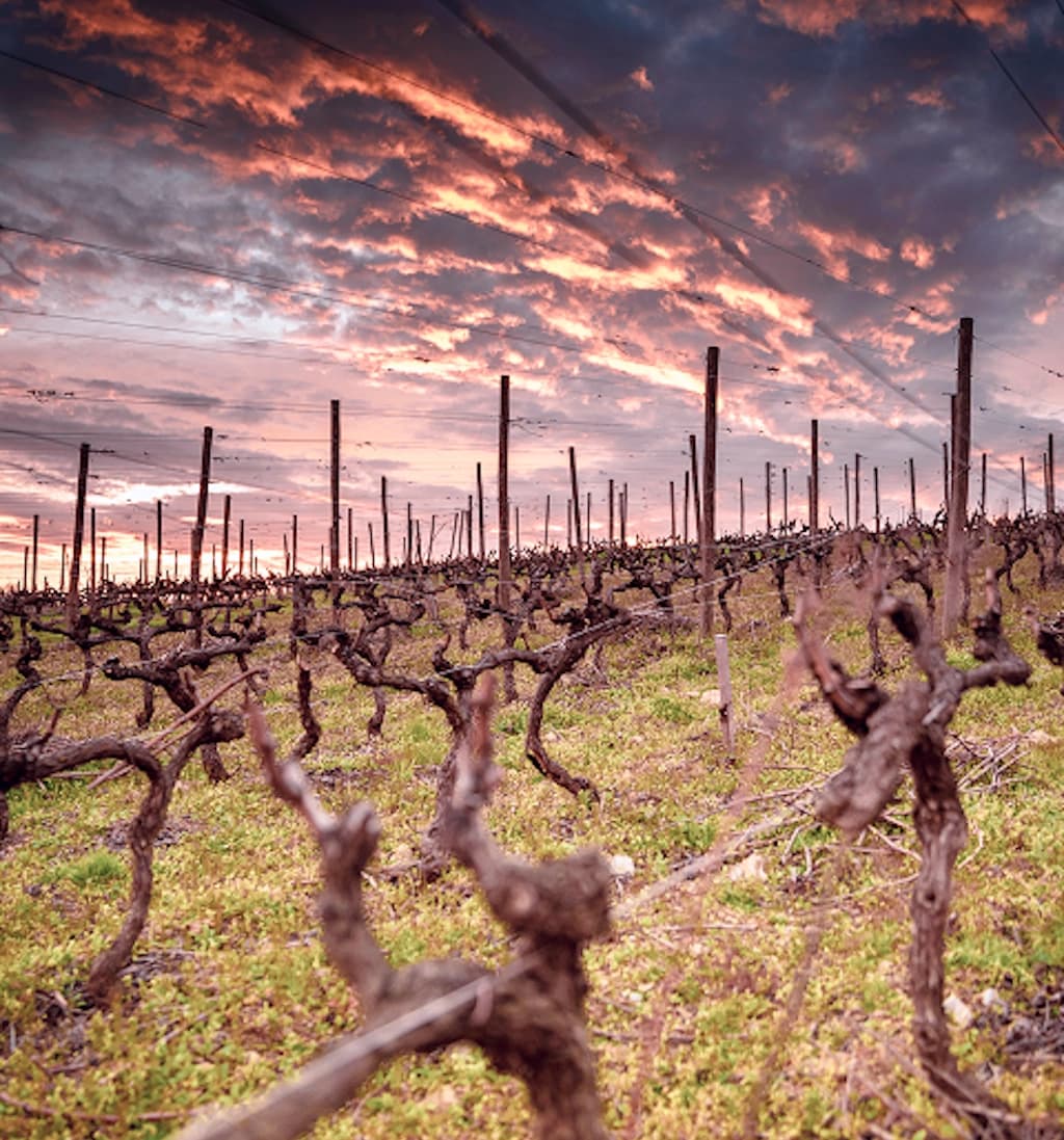 Domaine Clusel-Roch