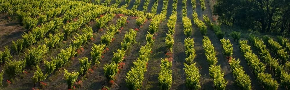 Domaine de Font Alba