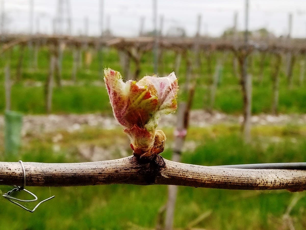 Domaine Raymond Bossis