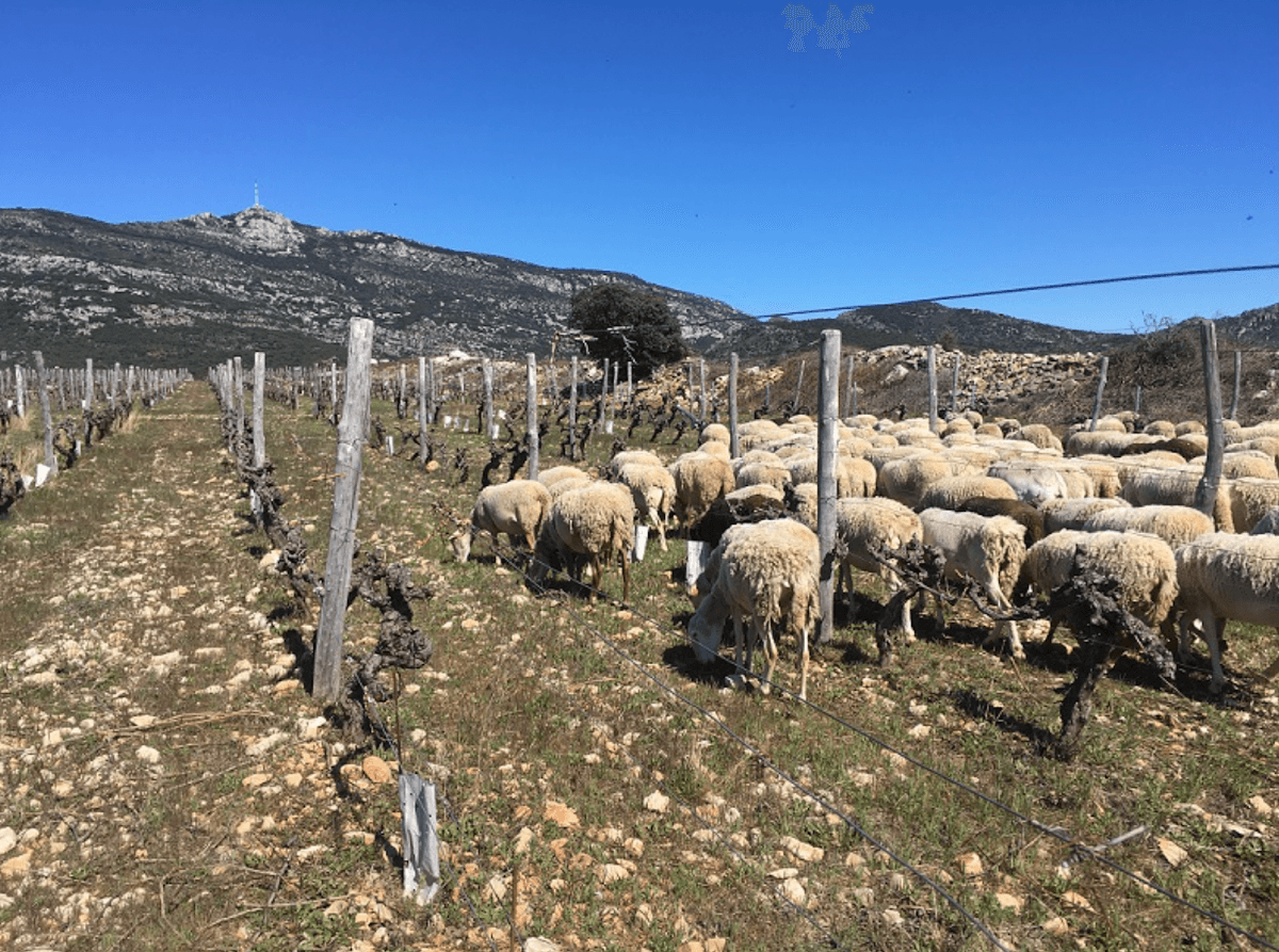 Domaine de la Reserve D'o