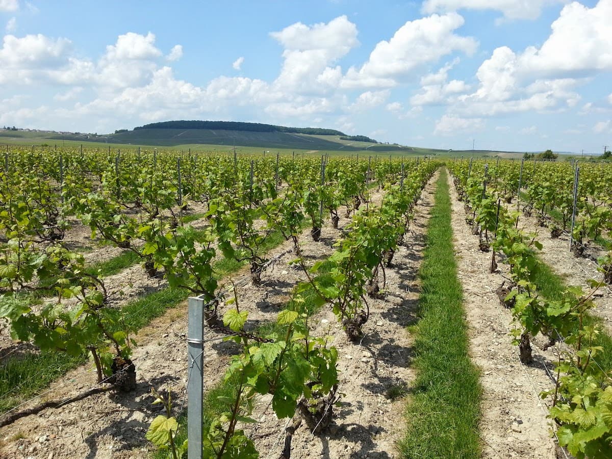 Champagne Claude Corbon