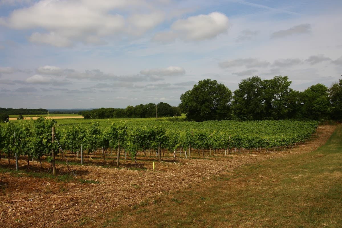 De Vitis, Famille Quéron - Vignoble