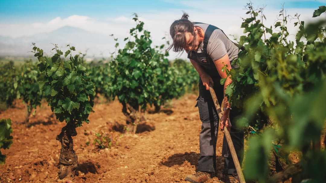Domaine Elodie Jaume
