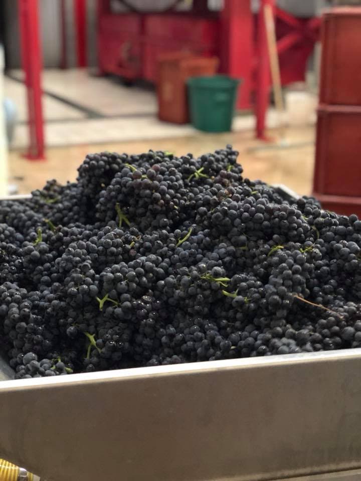 Champagne Thévenet Delouvin