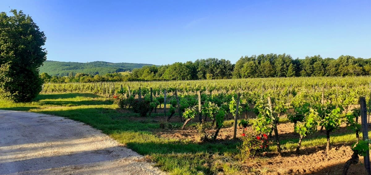 Château Cantelauze - Mezy