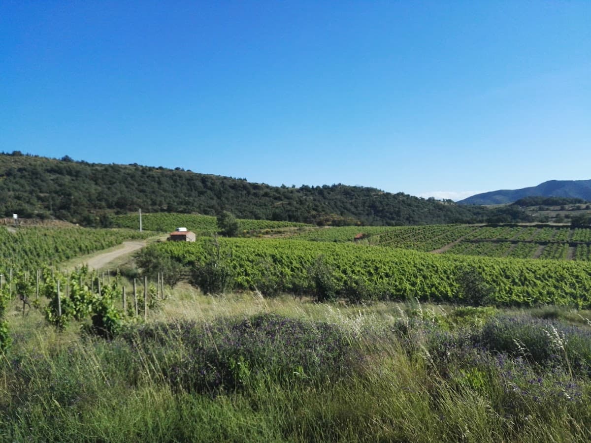 Domaine Modat