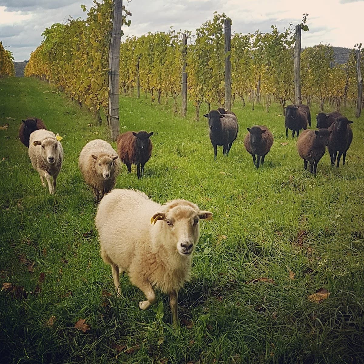 Clos Larrouyat