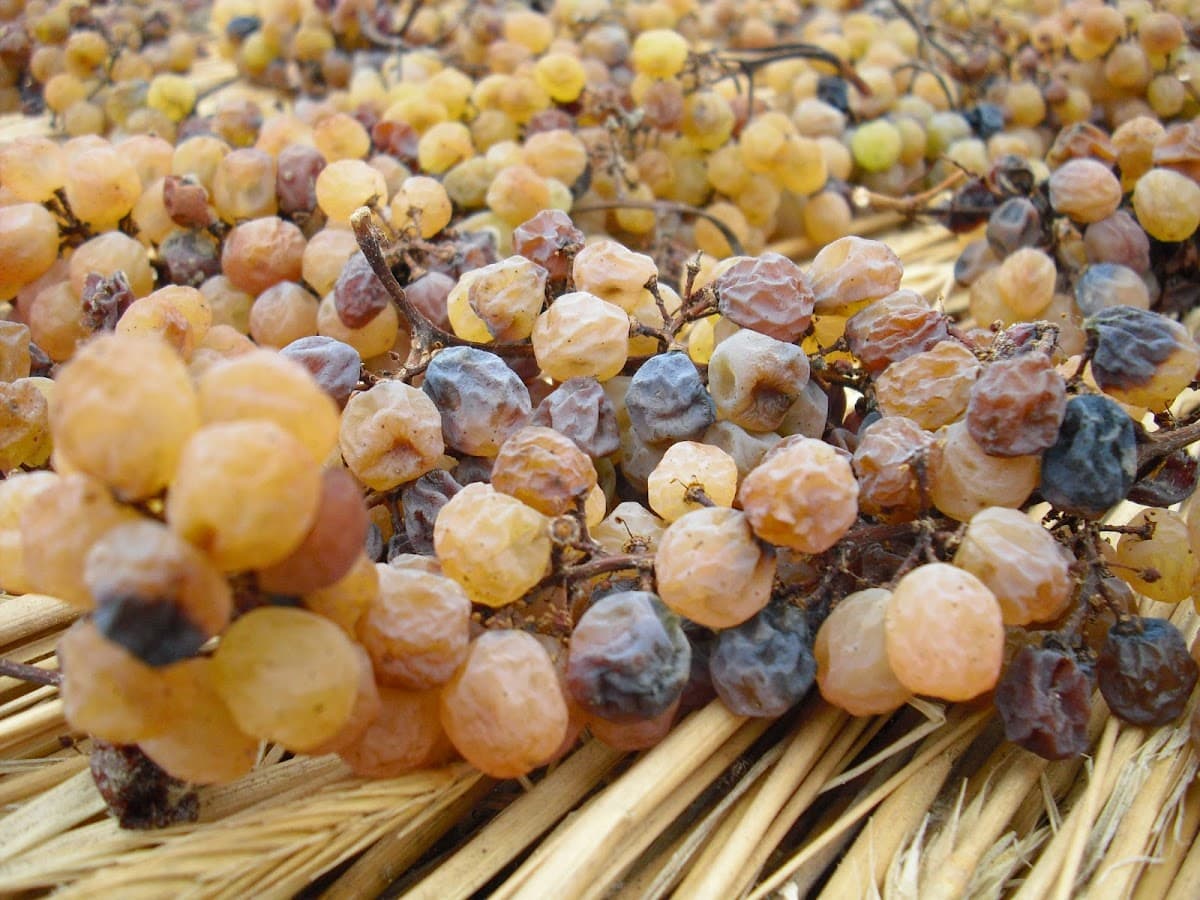 Domaine Champs du Cellier