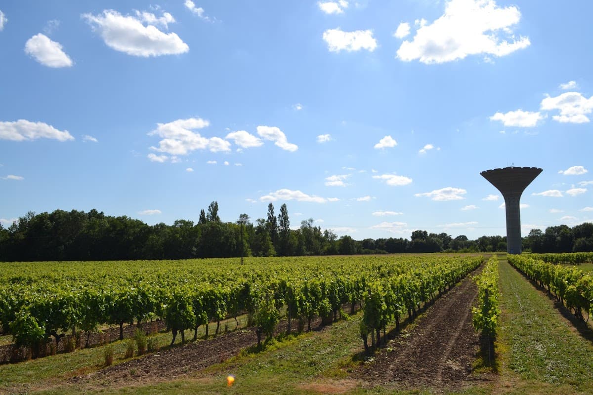 Les Raisins de L'abbaye - Vignoble