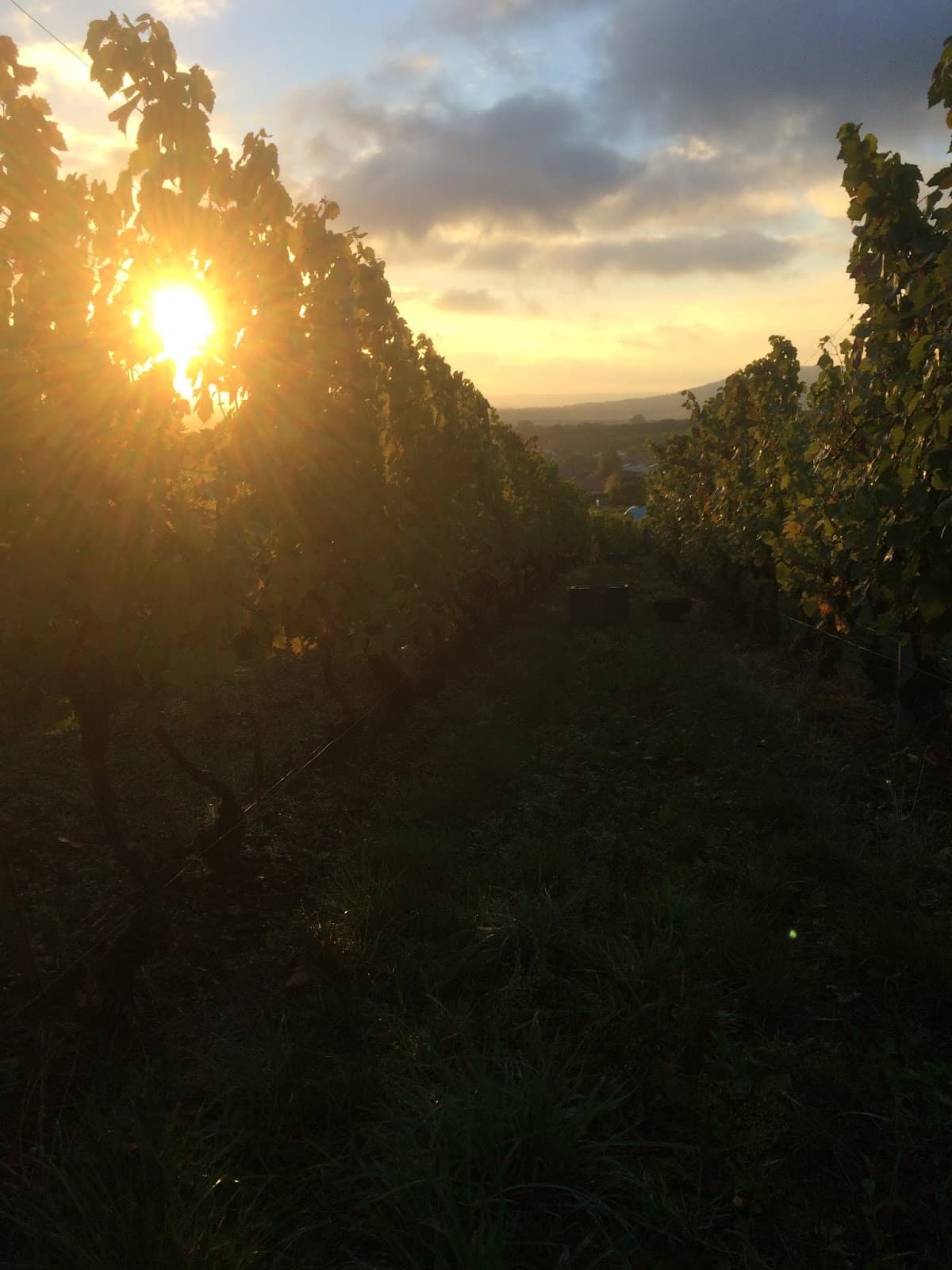 Domaine de L'ambroisie
