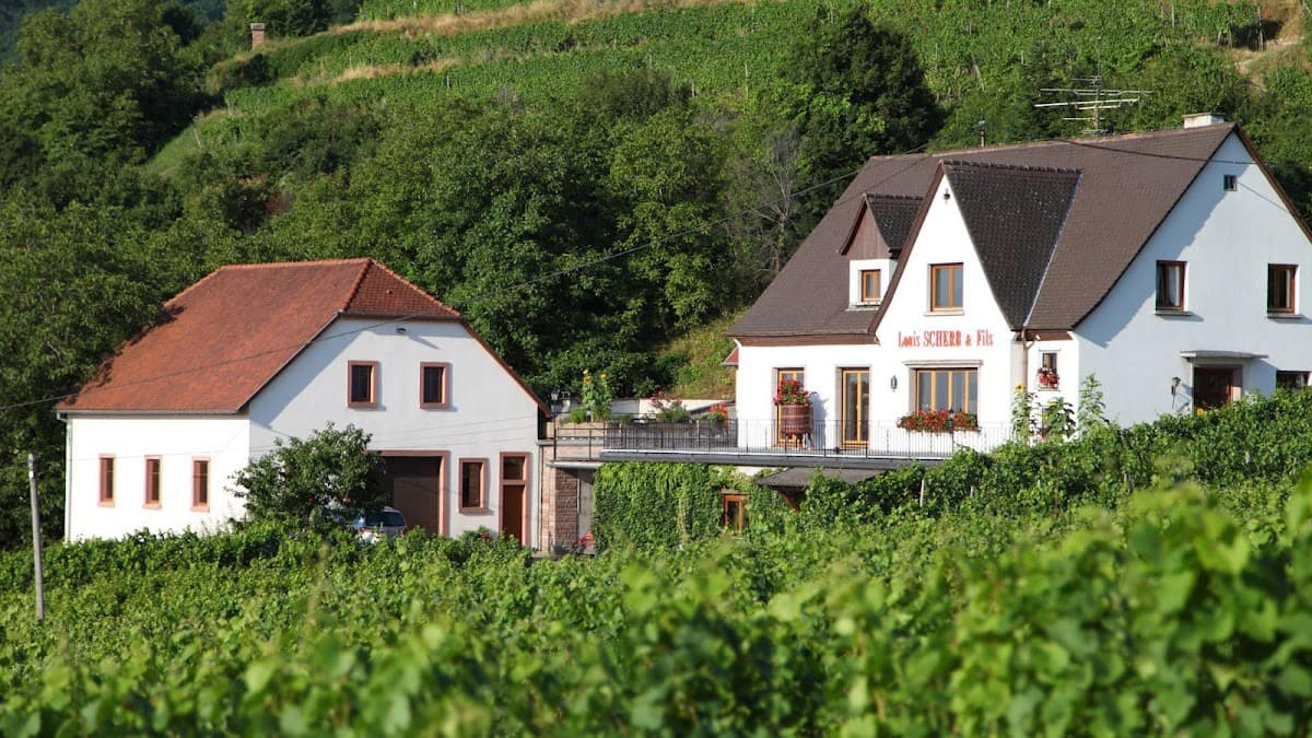 Vins Scherb Louis