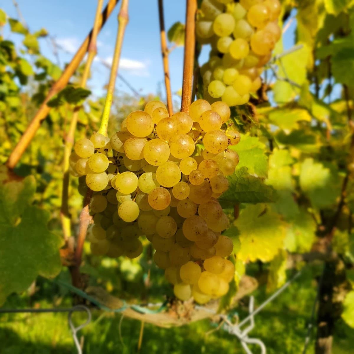 Domaine Maujard Weinsberg — vignoble à Marange-Silvange