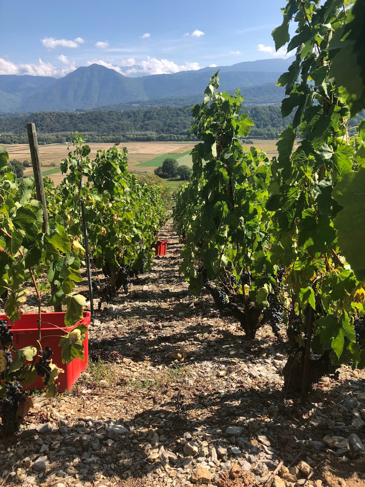 Domaine Céline Jacquet — vignoble à Arbin