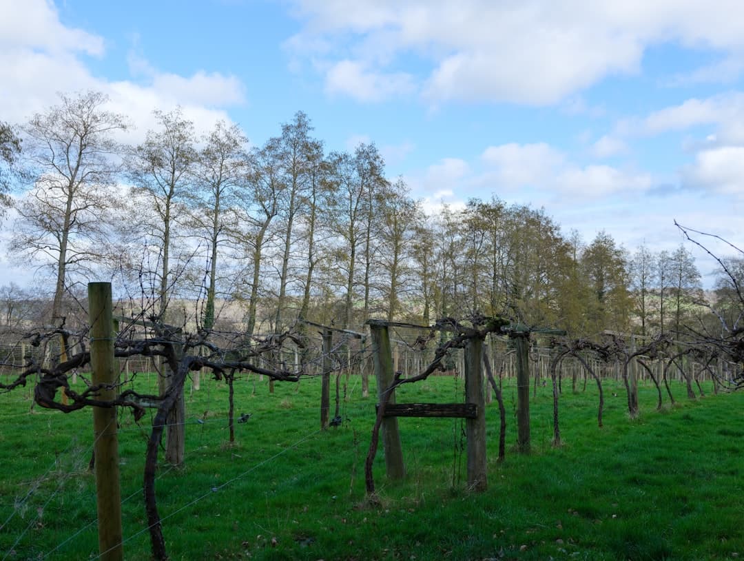 Avril au vignoble : la magie discrète du débourrement