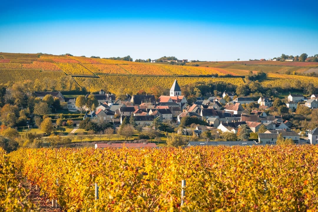 Cabernet Franc : la revanche tranquille du cépage de Loire