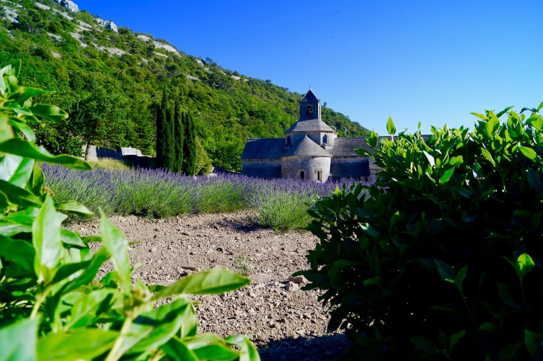 Rosés de Provence 2025 : la fin du mimétisme pâle ?