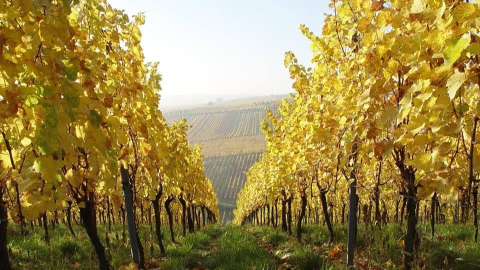Vins Meyer Jean-Luc et Bruno