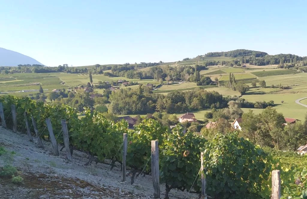 Domaine Carrel François & Fils