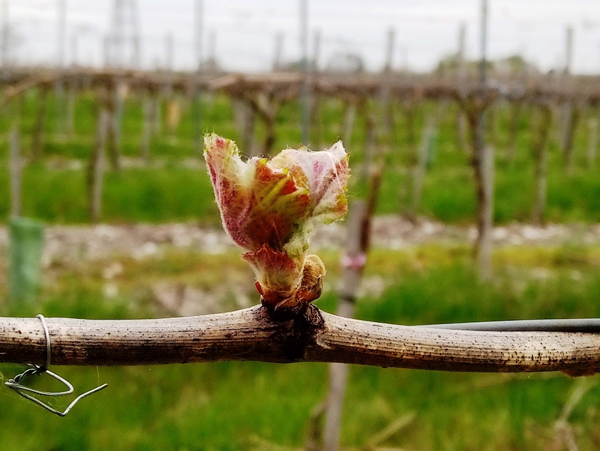 Domaine Raymond Bossis