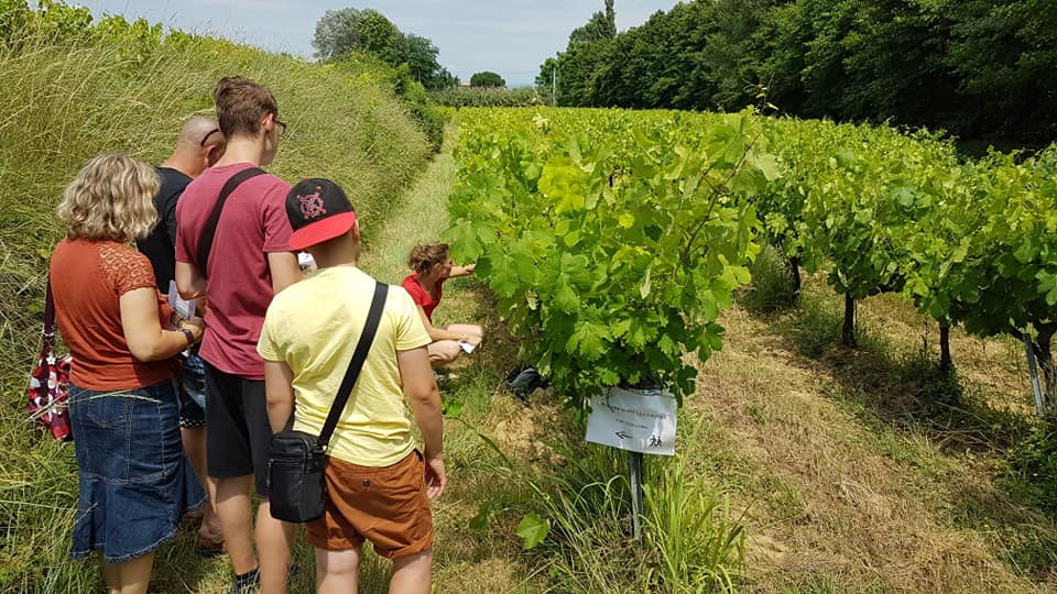 Domaine le Chapelier