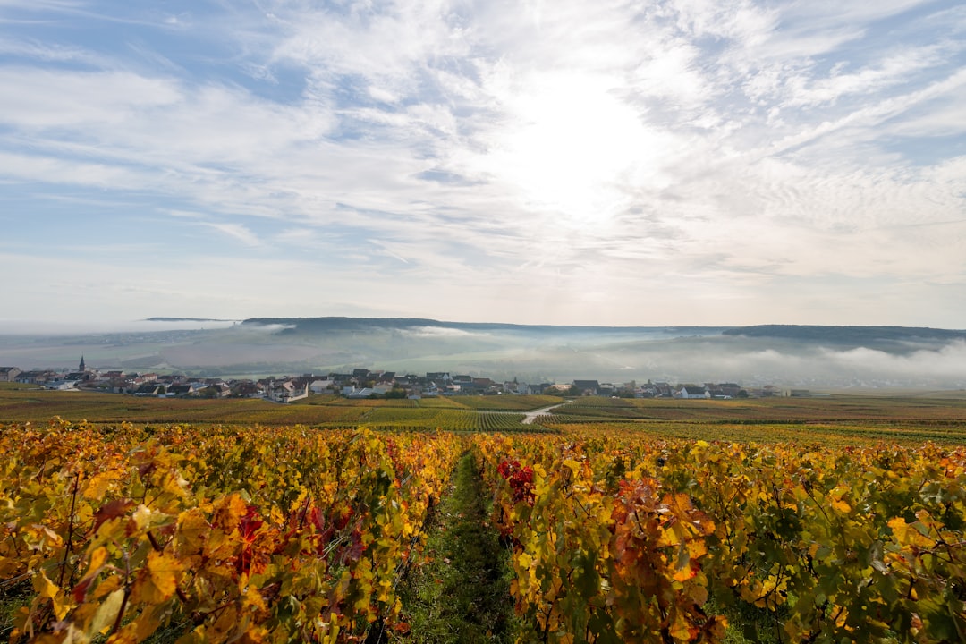 Œnotourisme à vélo : la petite reine s'invite dans les vignes