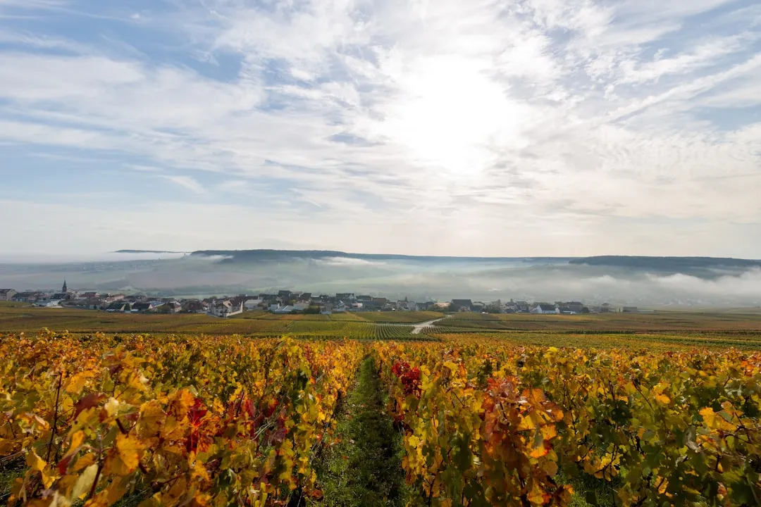 Œnotourisme à vélo : la petite reine s'invite dans les vignes