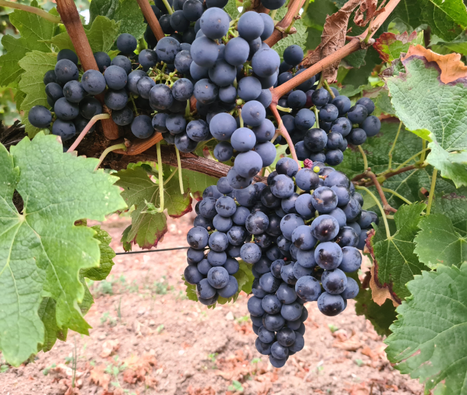 Vignobles Gabard - Château la Croix de Queynac