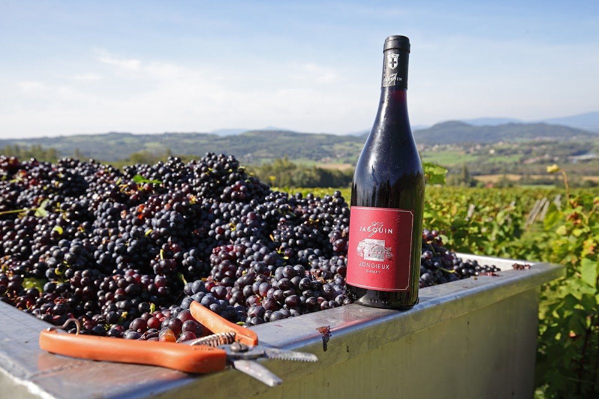 Vins Edmond Jacquin et Fils