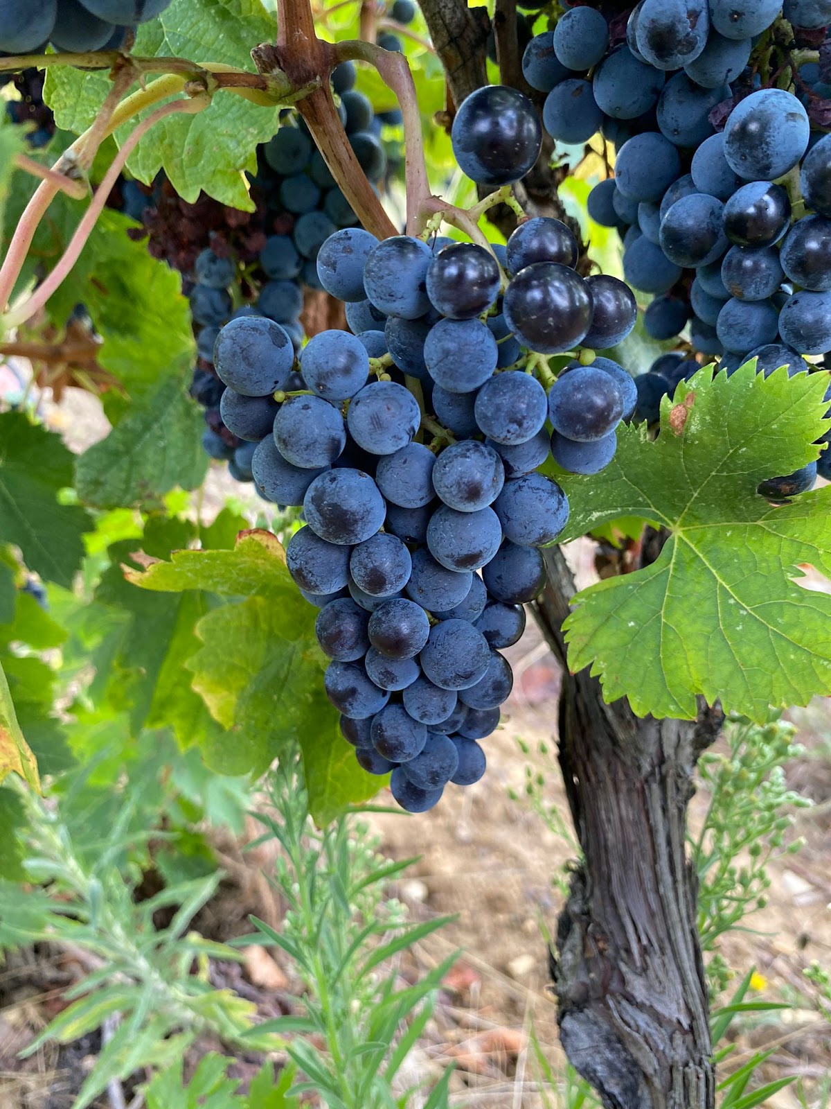 Les Vignes de Biassou