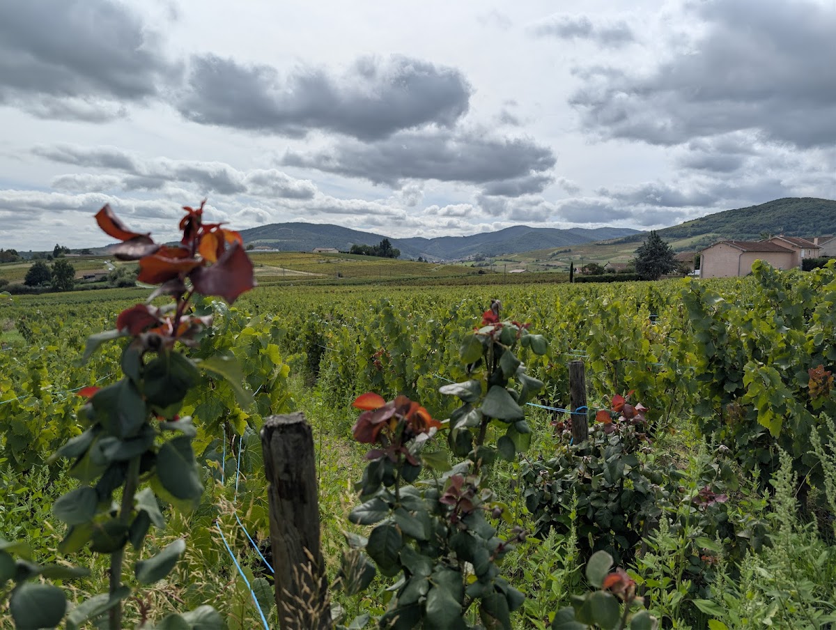 Domaine les Capréoles