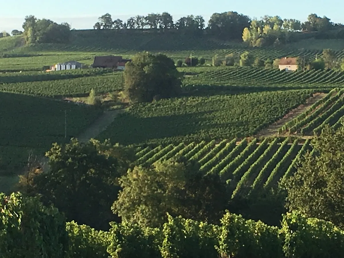 Domaine de Pécoula — vignoble à Pomport