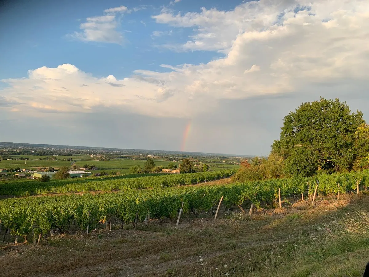 Château le Fagé — vignoble à Pomport