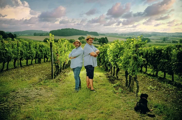 Château les Brandeaux — vignoble à Thénac