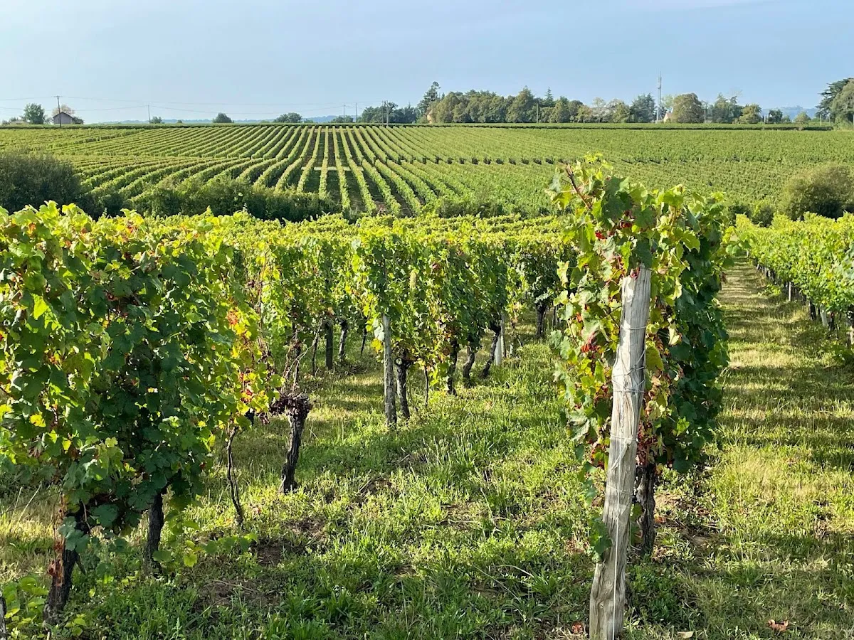 Château les Farcies du Pech — vignoble à Bergerac