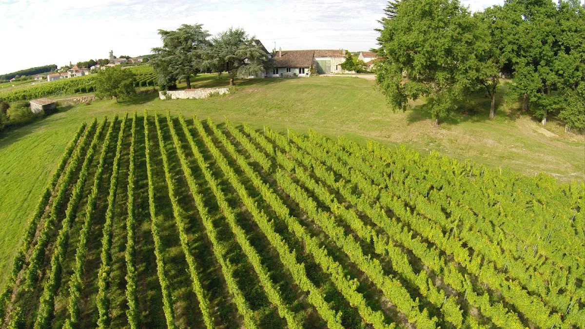 Château les Hauts de Caillevel — vignoble à Pomport
