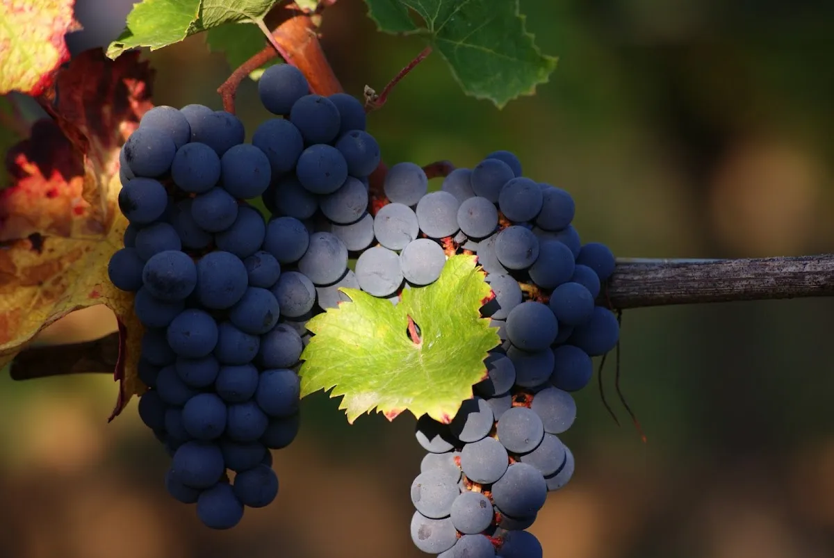Clos le Joncal — vignoble à Saint-Julien-Innocence-Eulalie