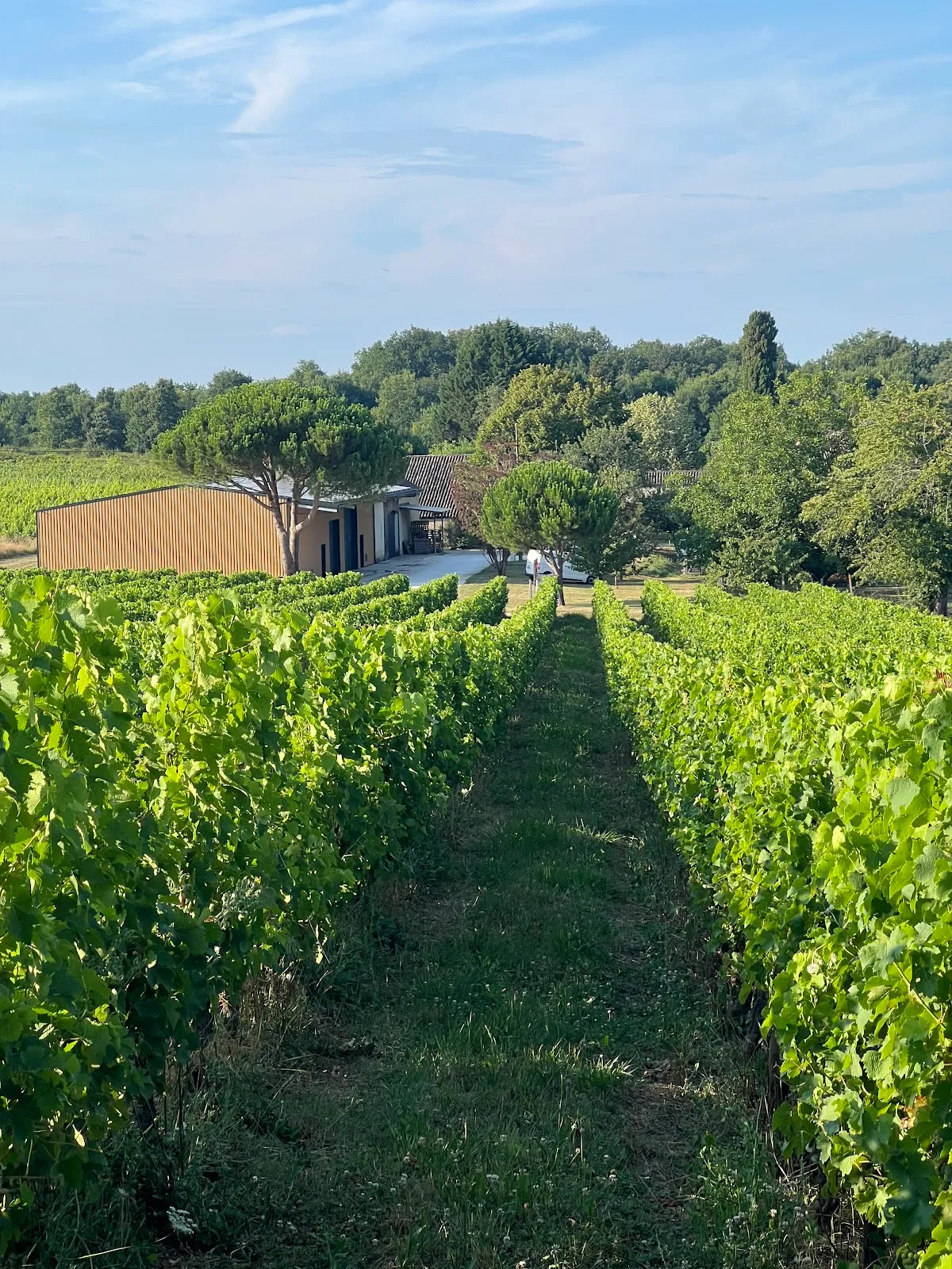 Domaine de Perreau — vignoble à Saint-Michel-de-Montaigne