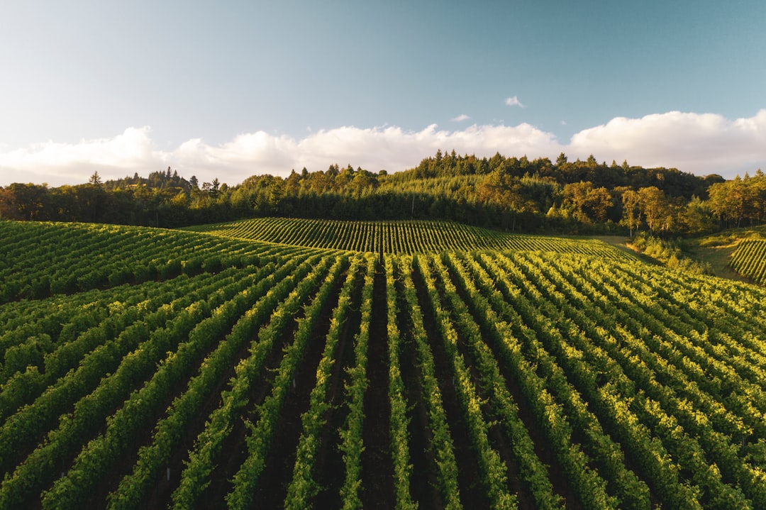 Le bio dans l'œnotourisme : quand la vigne se visite nature