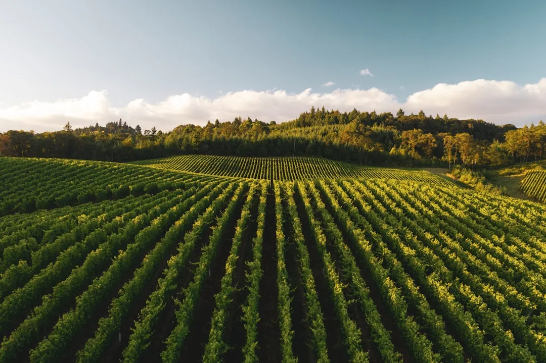 Le bio dans l'œnotourisme : quand la vigne se visite nature