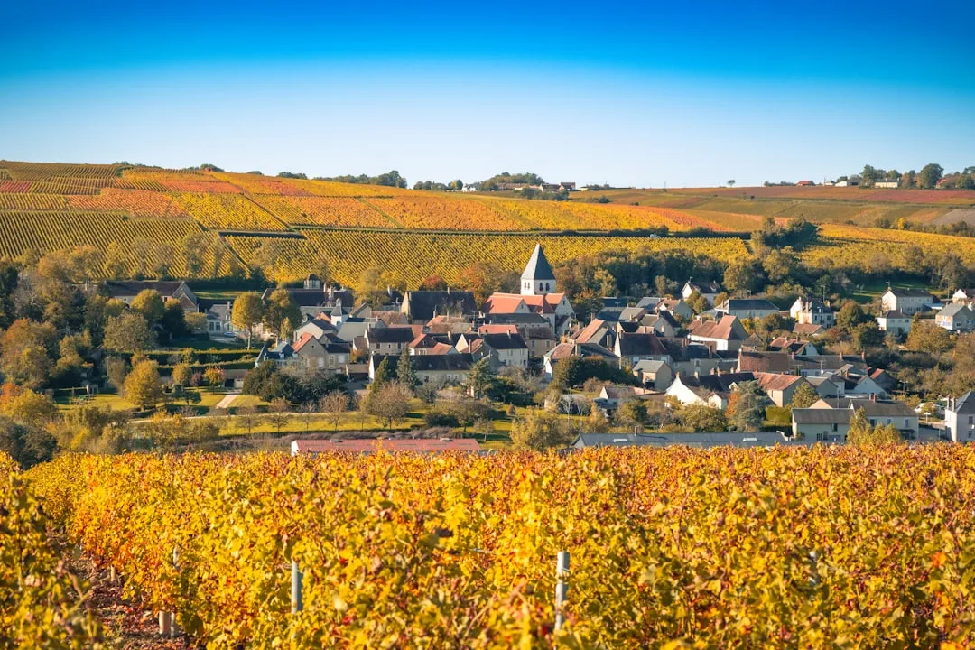 Cabernet Franc : la revanche tranquille du cépage de Loire