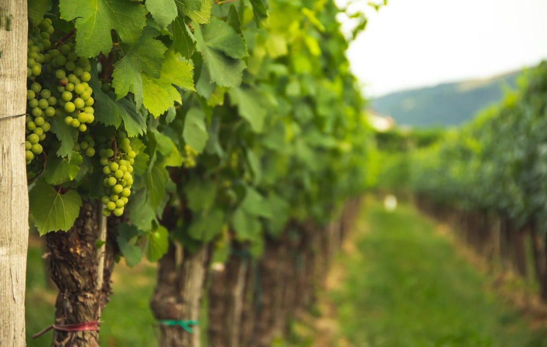 Canicule de juin 2026 : les vignerons avancent les bans des vendanges