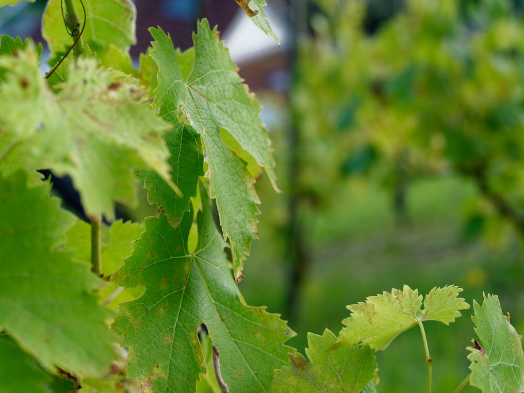 Grêle du 14 juillet : le Beaujolais compte ses grappes meurtries