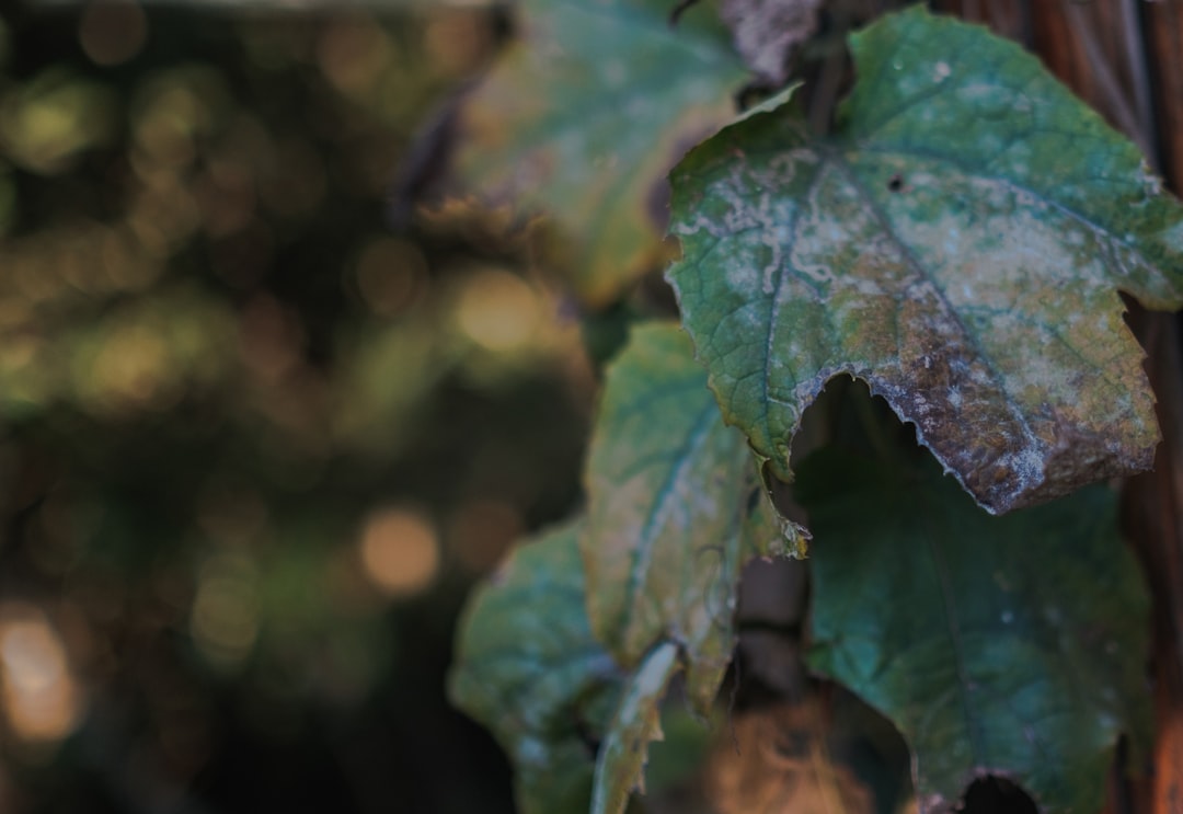 Mildiou 2026 : l'humidité de juin met les vignerons sur les nerfs