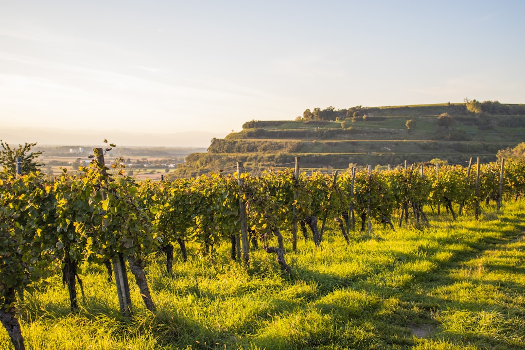 Murets de pierres sèches : l'architecture oubliée des vignes