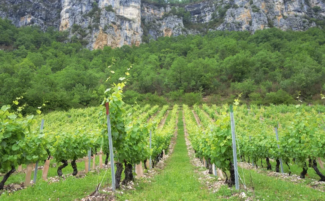 Road trip dans le Jura : trois jours sur la route des vins jaunes