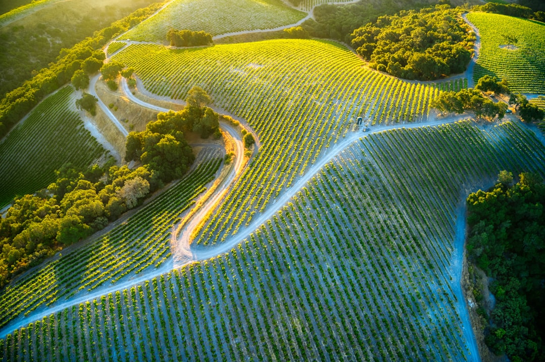 Robots, drones et IA dans les vignes : la révolution silencieuse