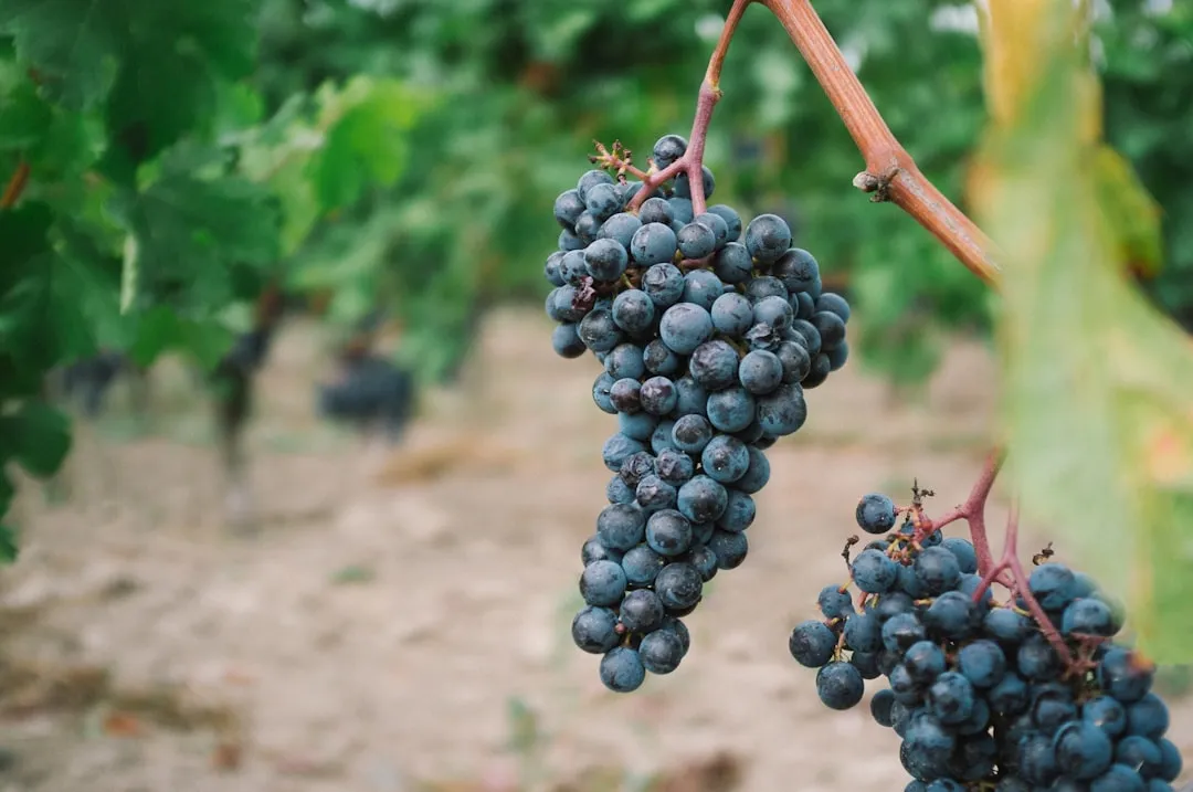 Vendanges 2026 : le grand chamboule-tout du calendrier