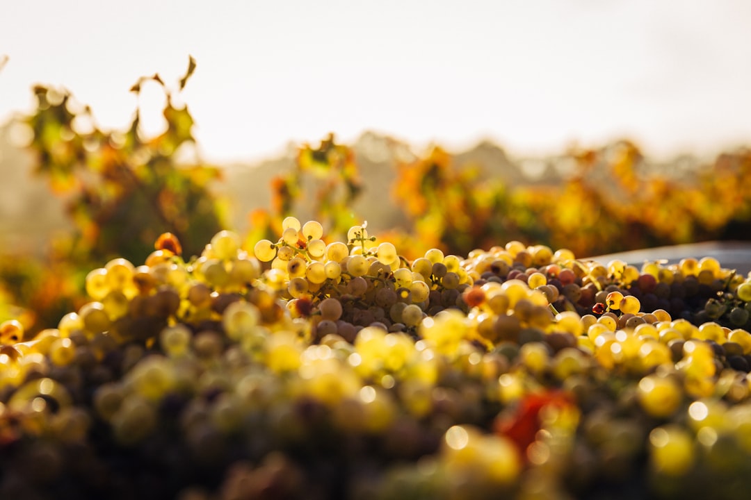 Vendanges 2026 : coup d'envoi précoce, qualité au rendez-vous