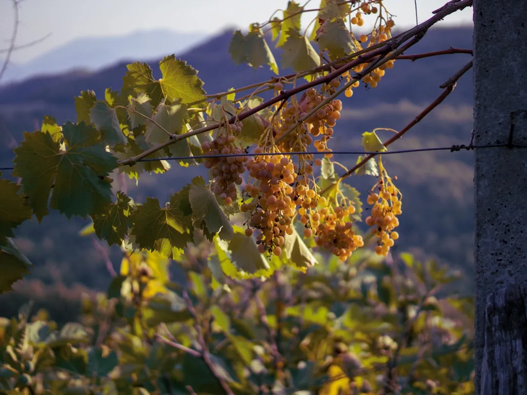 Vendanges en vert : l'art délicat de sacrifier pour mieux régner